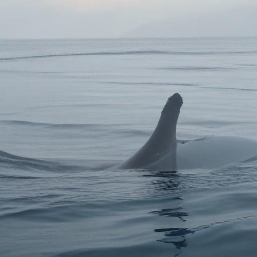 Silenced Songs: Are Whale Communications at Risk?